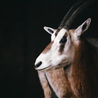 立派な角を持つ茶色いガゼルの横向きポーズの写真