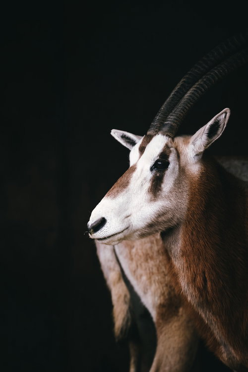 立派な角を持つ茶色いガゼルの横向きポーズ
