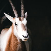 長く伸びるオリックスの角：動物園での撮影で見る野生動物の特徴の写真