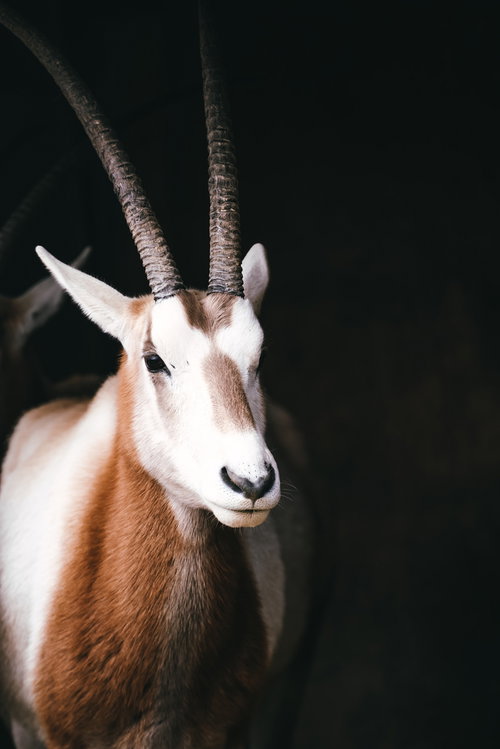 長く伸びるオリックスの角：動物園での撮影で見る野生動物の特徴