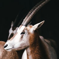 暗闇に浮かび上がるオリックスの長い角と横顔の写真