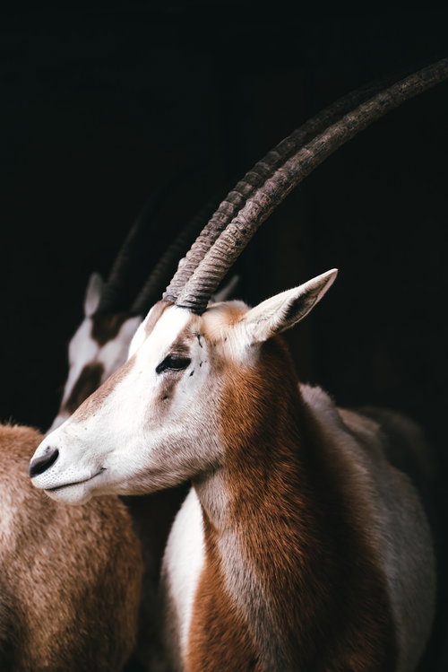 暗闇に浮かび上がるオリックスの長い角と横顔