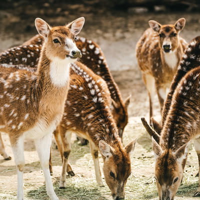 かわいい鹿の白くてふわふわした尻尾の写真素材 - フリー素材ぱくたそ