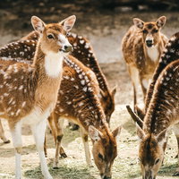 サファリパークで食事中のシカたちの群れ、採食風景の動物の写真