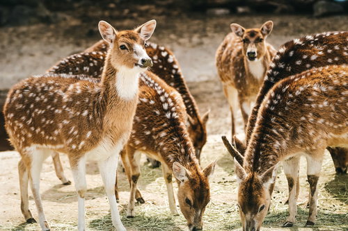 サファリパークで食事中のシカたちの群れ、採食風景の動物
