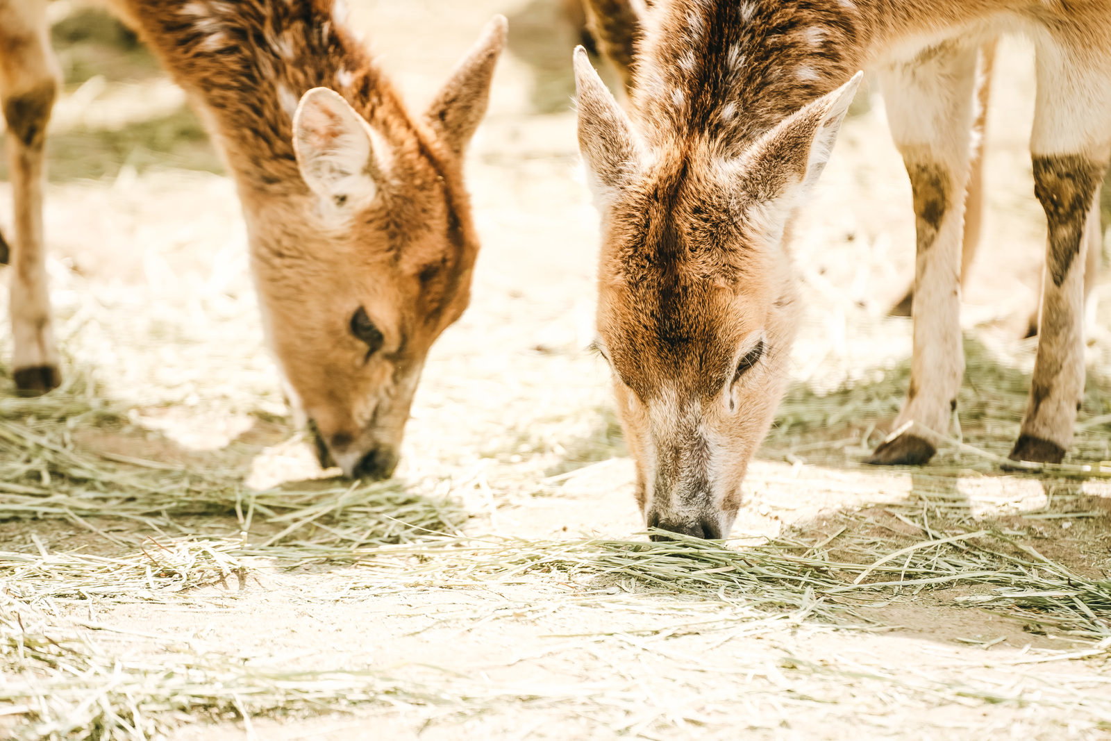 動物園で餌を食べるシカ