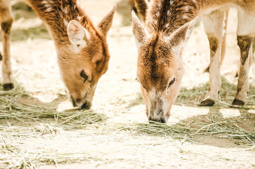 餌を頬張るシカが食事中の風景