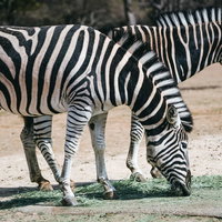 動物園で食事中のシマウマの写真