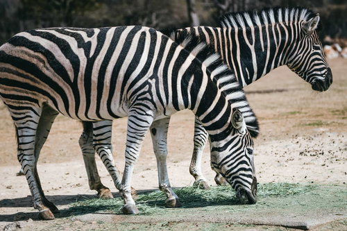 動物園で食事中のシマウマ