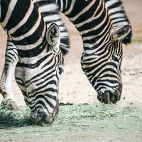 干し草を頬張るシマウマ2頭の写真