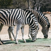 食事中の二頭のシマウマが並んで草を食べるの写真