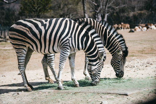 食事中の二頭のシマウマが並んで草を食べる