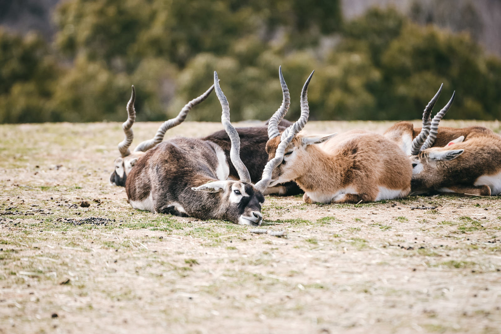 地面に横たわるブラックバックの群れ。螺旋状の角が見える動物園の動物たち