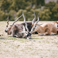 動物園でお休み中のブラックバックの群れが地面で休息中の写真