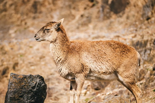 サバンナの岩場で警戒する羊の立ち寝