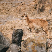 岩場に立つ若いラマの写真