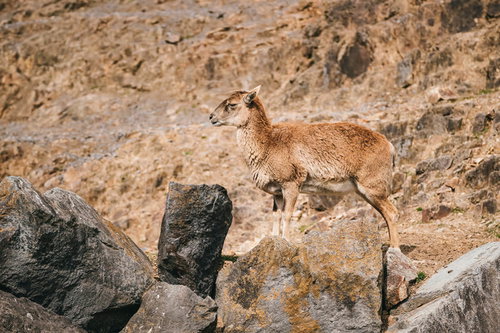 岩場に立つ若いラマ