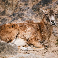 アフリカのサバンナで腰を下ろして休憩する野生動物の写真