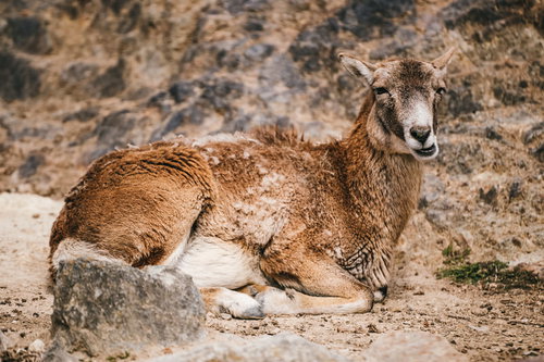 アフリカのサバンナで腰を下ろして休憩する野生動物