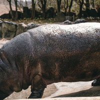 動物園のコンクリート地面に立つカバの巨体の写真