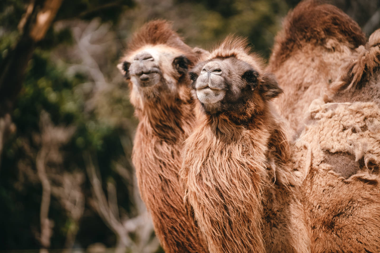 茶色い毛のラクダが首を上に向けて見上げている動物園での様子