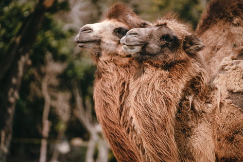 動物園で並んで立つ二頭のラクダ、茶色い毛並みと特徴的な顔立ち