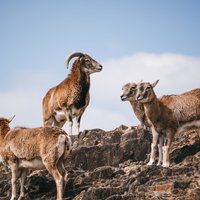 岩場に立ち周囲を見渡す山羊の群れの写真