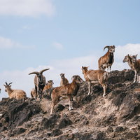 サバンナの岩場に群れる山羊たち - 野生動物の群集風景の写真