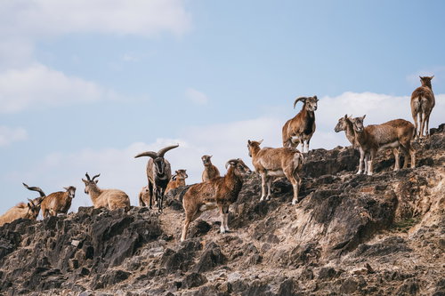 サバンナの岩場に群れる山羊たち - 野生動物の群集風景