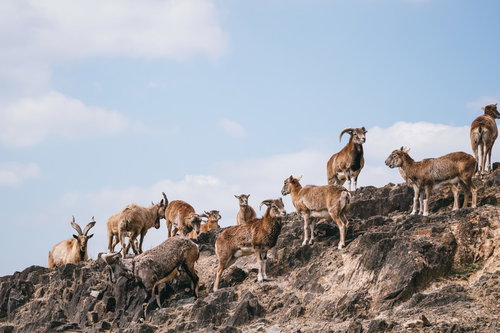 動物園の岩場に集まるマーコールの群れ