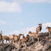 サファリの岩場を徘徊するヤギの群れの写真
