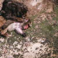 ノミ取り中のサルとぐったりする仲間の写真