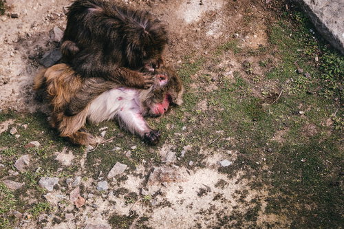 ノミ取り中のサルとぐったりする仲間