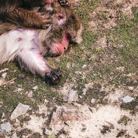 ノミ取り中に寝てしまう猿の写真