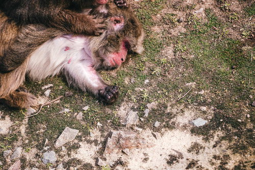 ノミ取り中に寝てしまう猿