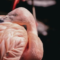 不法投棄を監視するフラミンゴの写真