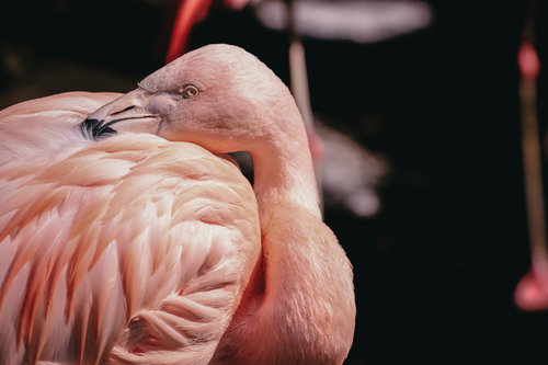 不法投棄を監視するフラミンゴ