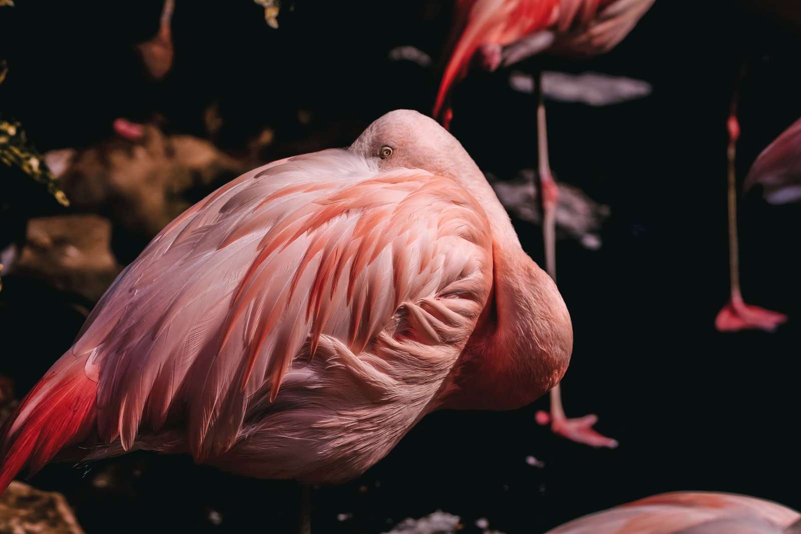 首を曲げて毛繕いをするピンク色の美しいフラミンゴ