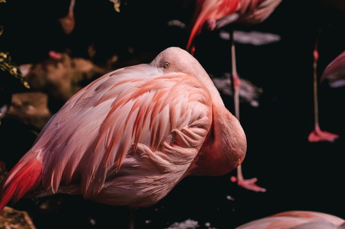毛繕いするピンク色のフラミンゴ