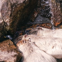 冬の動物園で温水に集まるカピバラの写真
