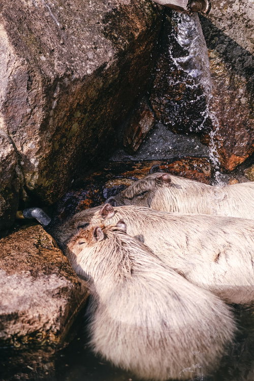 冬の動物園で温水に集まるカピバラ