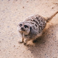 砂の上で両前足を立てて餌をねだるミーアキャットの写真