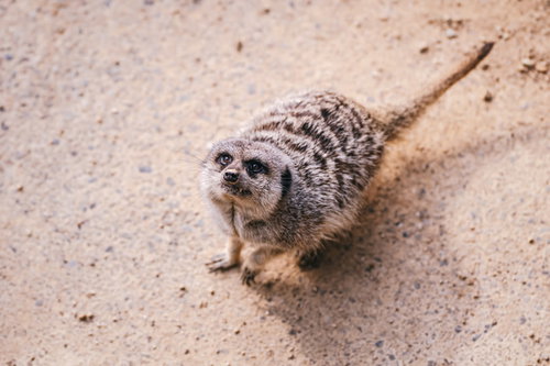 砂の上で両前足を立てて餌をねだるミーアキャット
