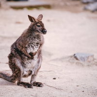 お腹が痛そうなポンポンペイン（カンガルー）の写真