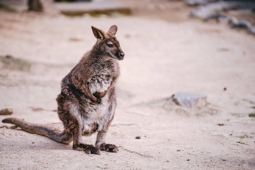 お腹が痛そうなポンポンペイン（カンガルー）