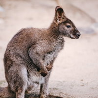動物園のサバンナエリアで地面に立つカンガルーの子どもの写真