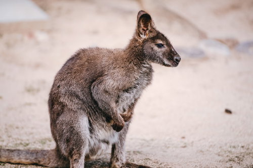 動物園のサバンナエリアで地面に立つカンガルーの子ども
