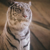 高みの見物タイガー（ホワイトタイガー）の写真