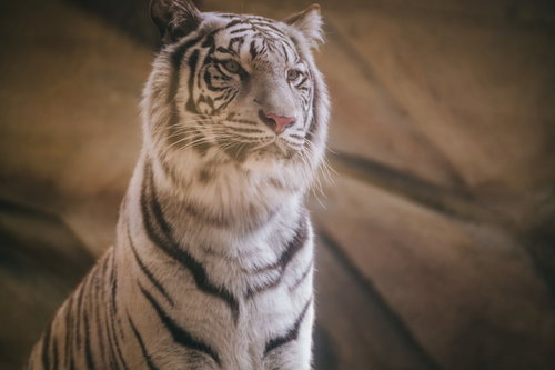 高みの見物タイガー（ホワイトタイガー）