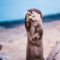 前足で口を押さえるカワウソの写真